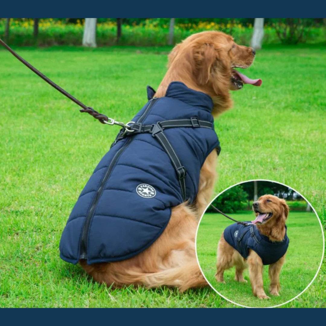 Veste pour chien