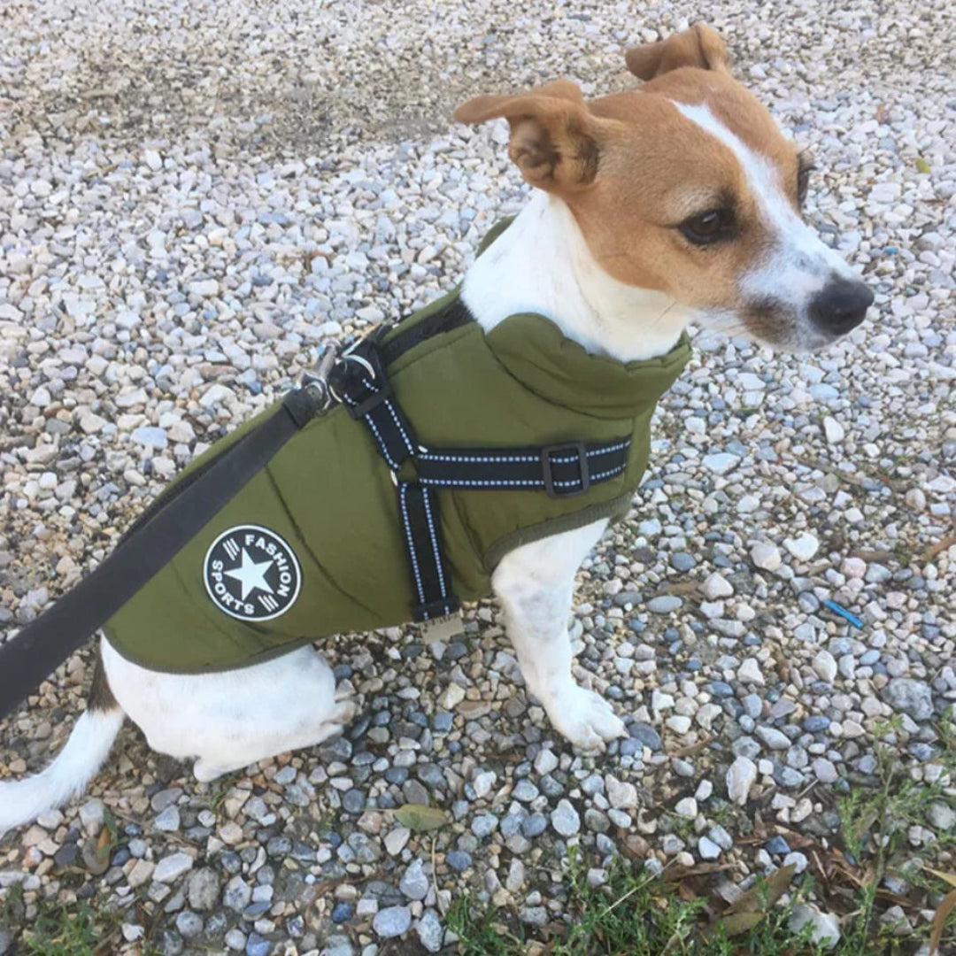 Veste pour chien