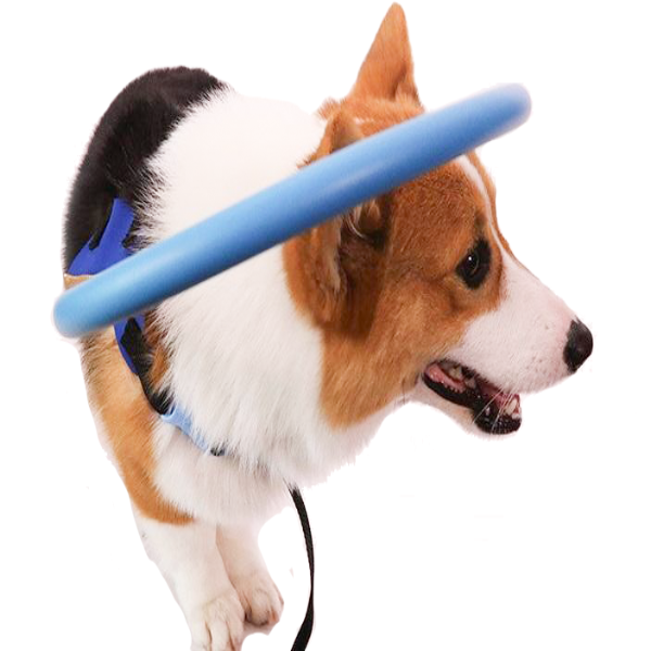 Harnais de guidage pour chien : M, S.